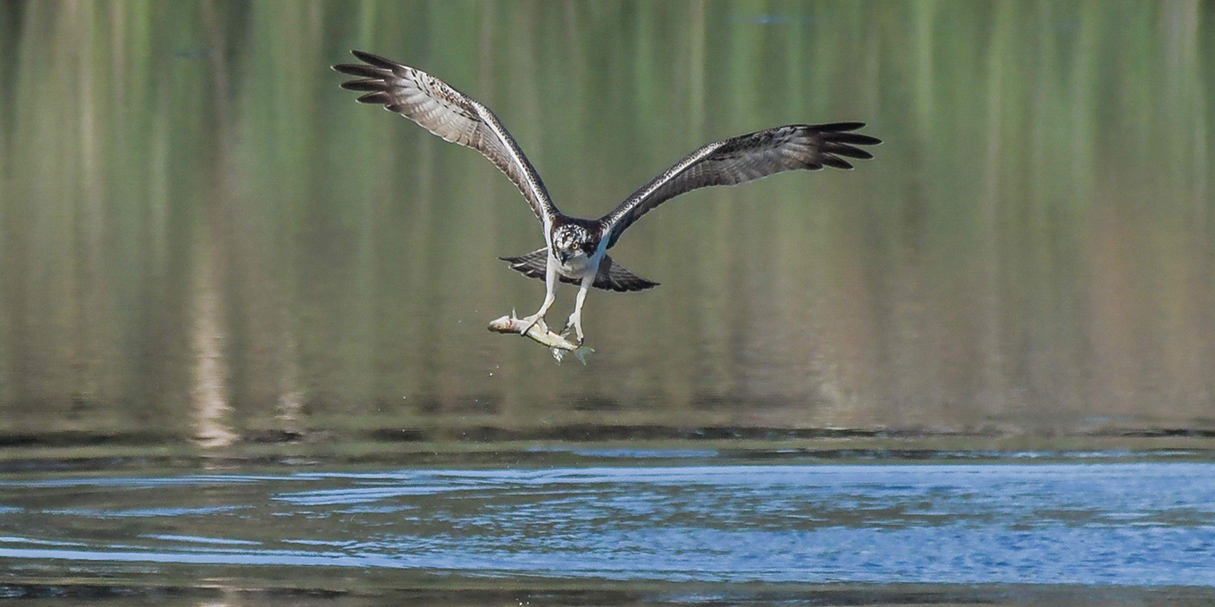 Un grand pêcheur venu du ciel : le balbuzard